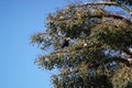 Oriental pied hornbill alight on a tree branch